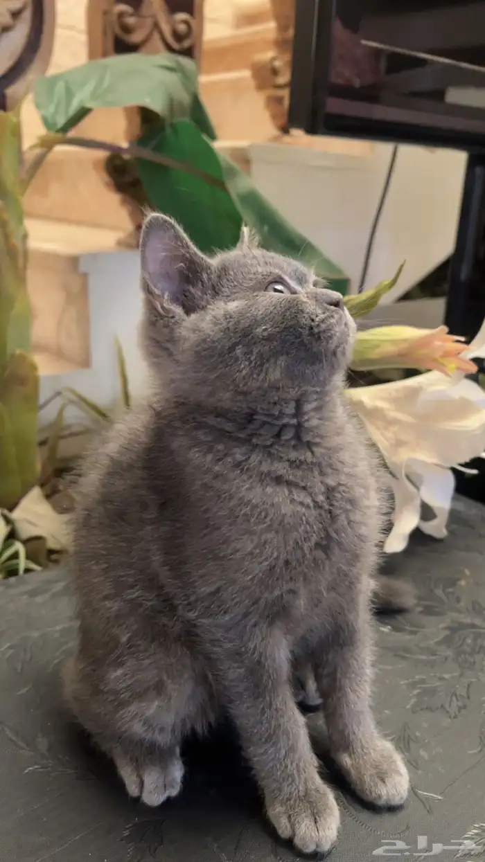 قط سكوتش ستريت 1