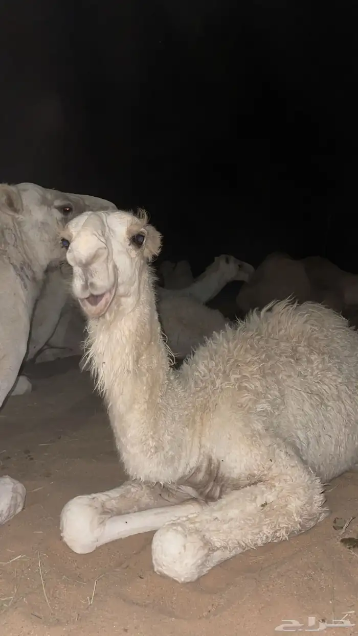 قعود باتلي على بعارين عبدالله بن دلمخ السبيعي 3