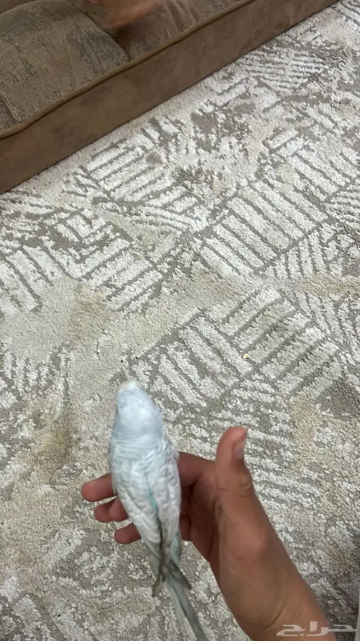 طير من طيور الحب للبيع على السوم 2