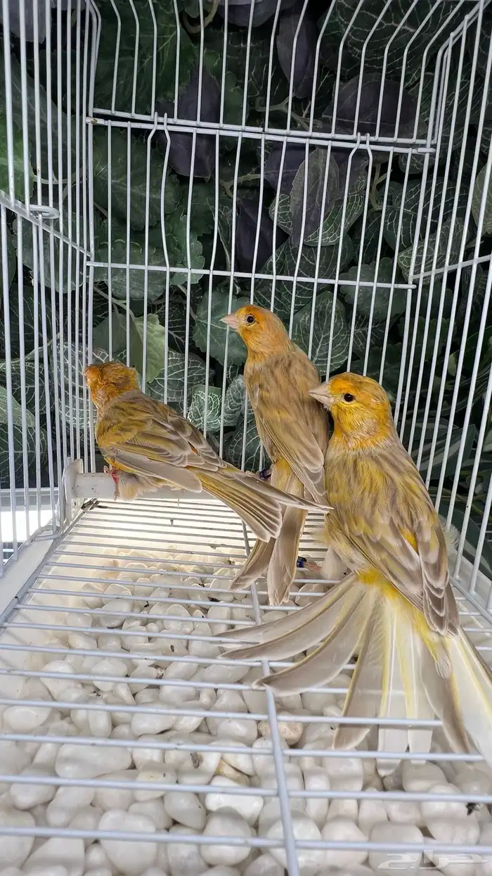 ثلاث حبات كناري 0