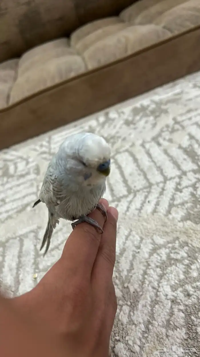 طير من طيور الحب للبيع على السوم 4