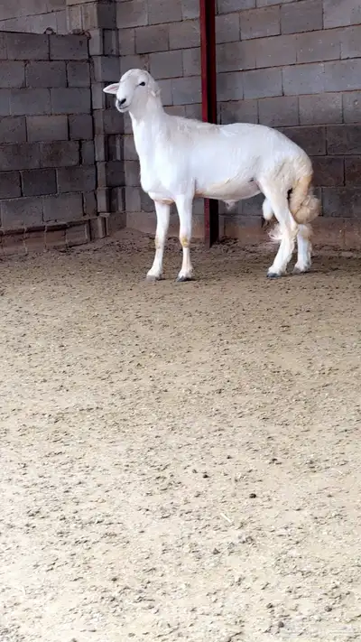 مشروع فحل 0