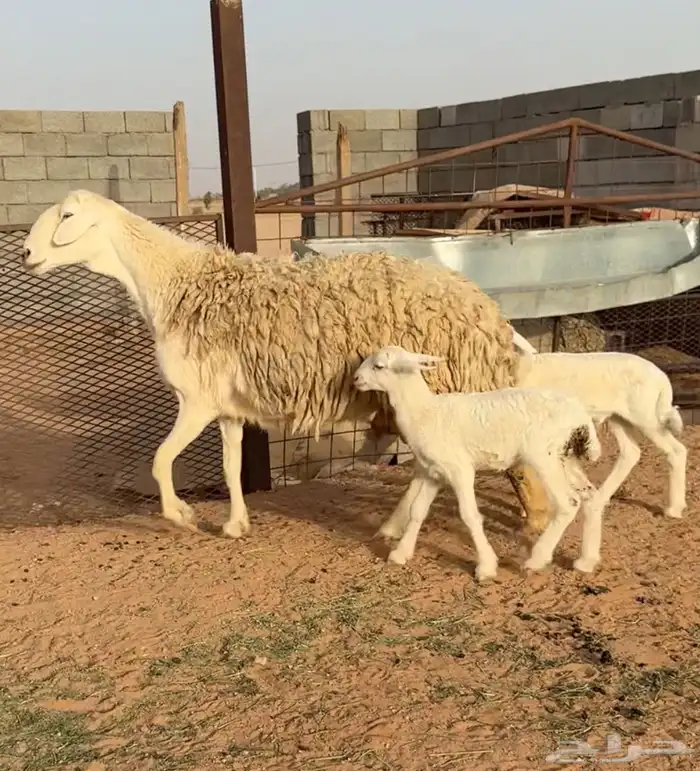 شاه خلفه صنف الصنف متوم حرشاء وجريم فاخره(( تمم البيعع )) 1