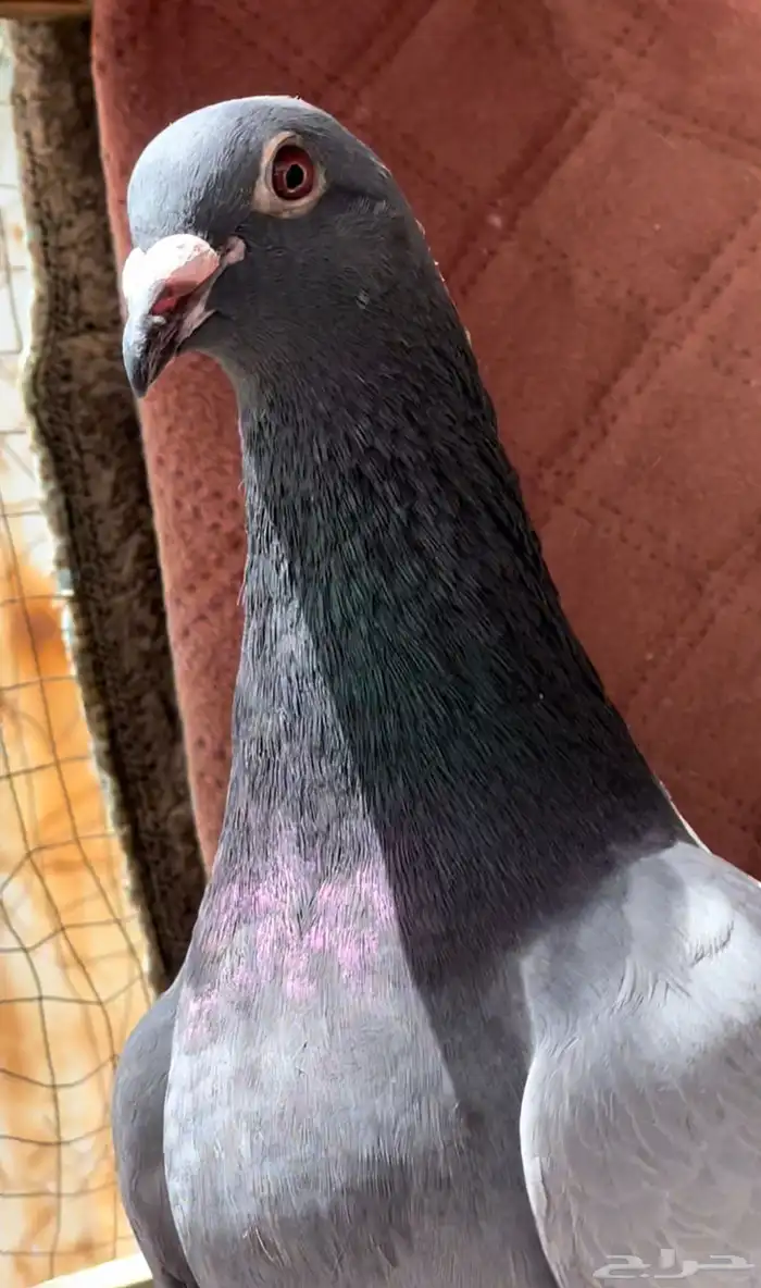 زاجل زاجل راجل 6