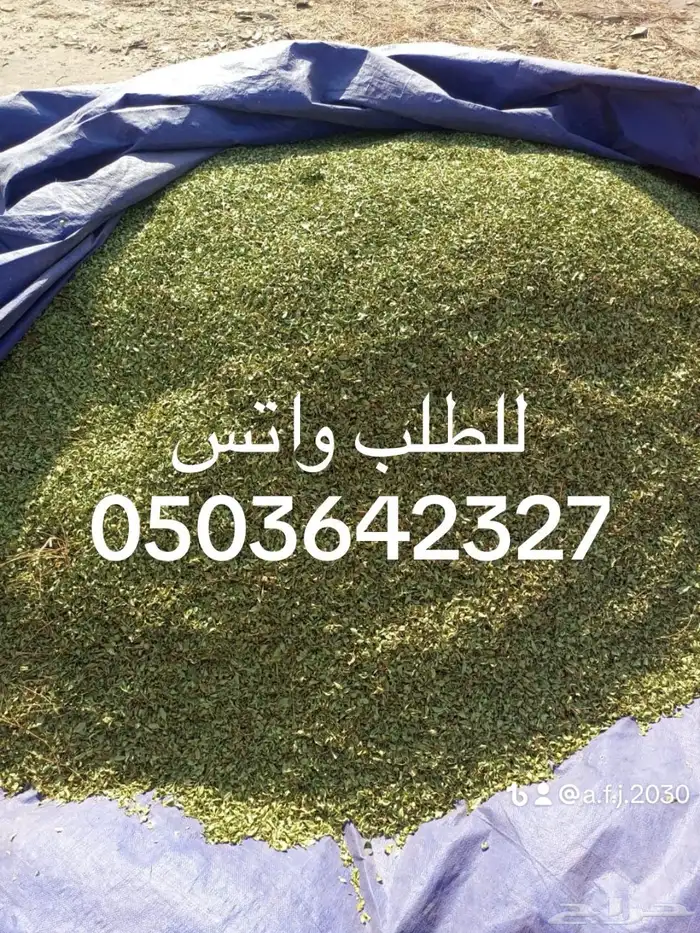 سدر بلدي و حناء مديني 3