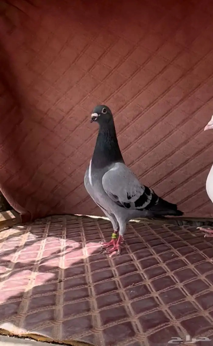 زاجل زاجل راجل 4