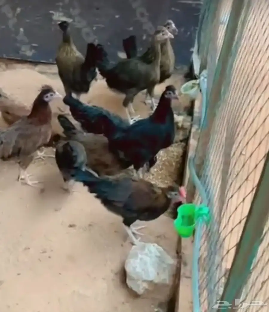 دجاج عربي افرق 4