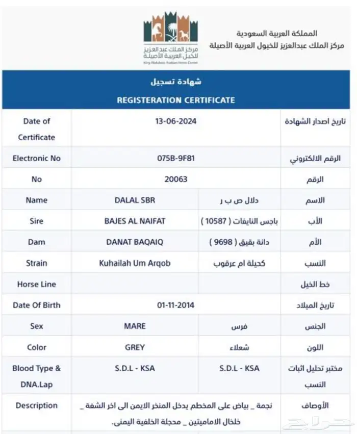 فرس عربيه اصيله 2