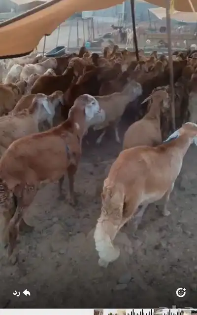 غنم سواكني مرابي كلها تضحي 6