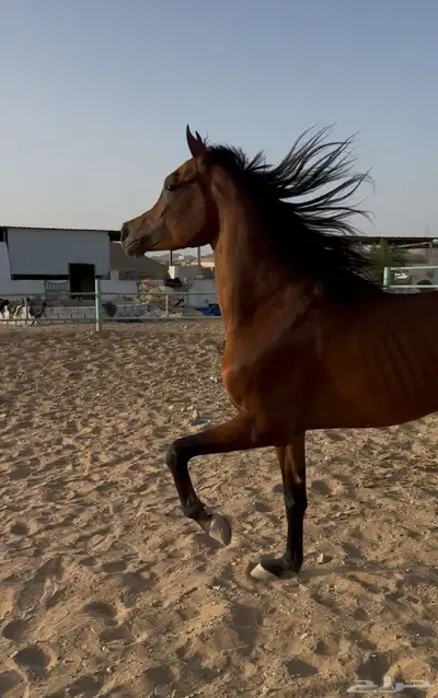 حصان جمال نسب ابطال 0