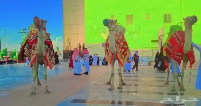 تاجير خيول ونياق وخيام 9