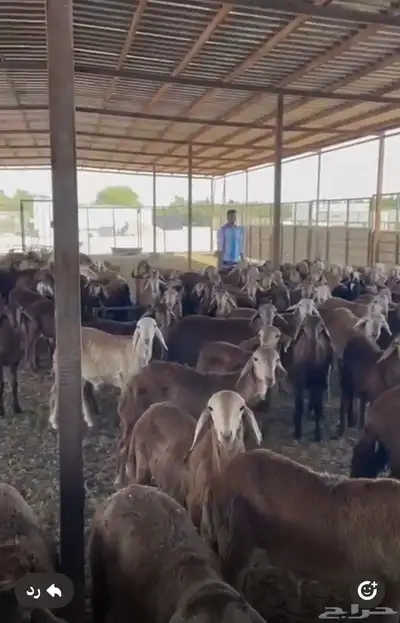 غنم سواكني مرابي كلها تضحي 4
