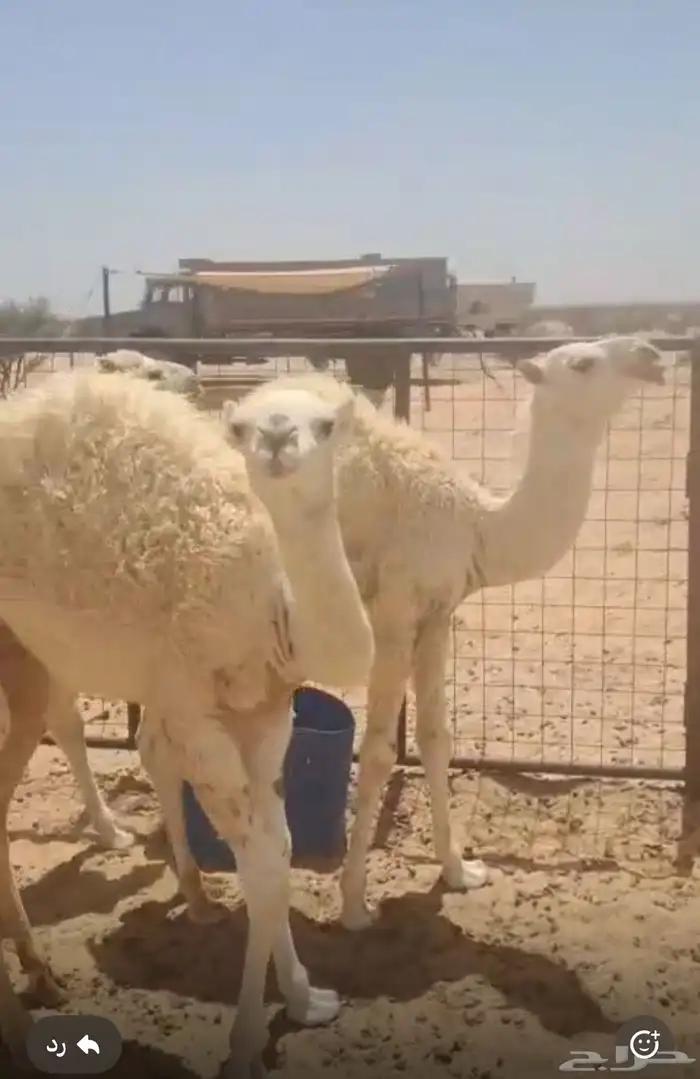 حيران على الحليب طيبه 3
