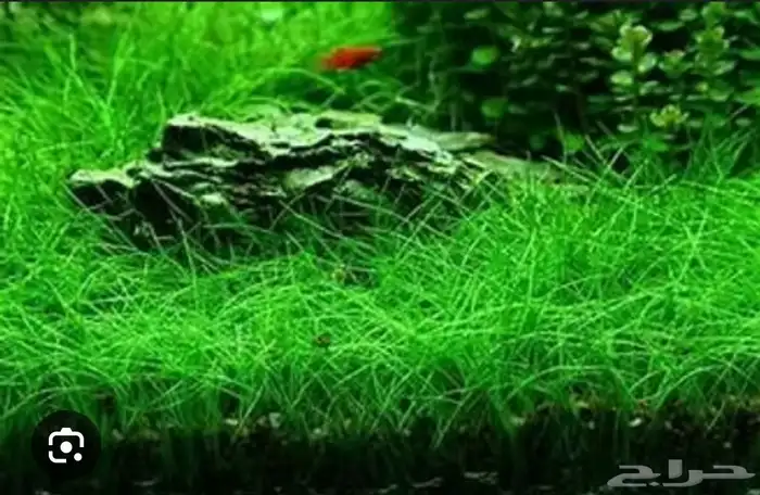 نباتات مائية لاحواض السمك المزروع 18