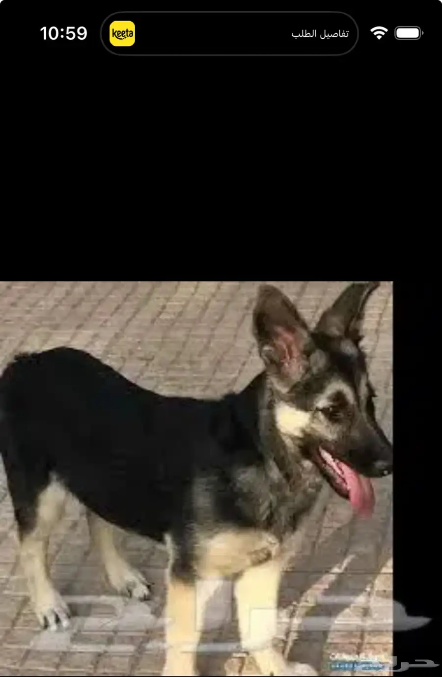 اقبل اي حيوان للتبني لوجه الله 0