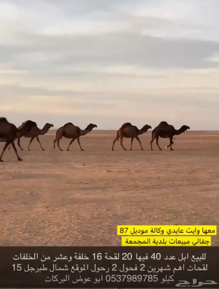 ابل جمله للبيع عدد 40 متن 20 لقحة 16 خلفة 2رحول 2فحول 2