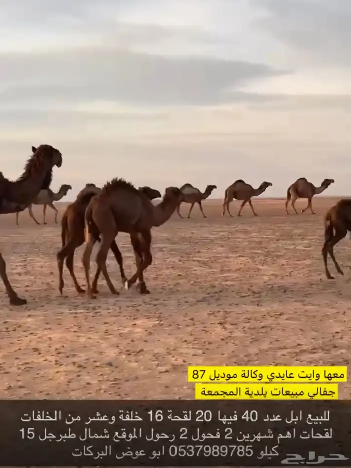 ابل جمله للبيع عدد 40 متن 20 لقحة 16 خلفة 2رحول 2فحول 1