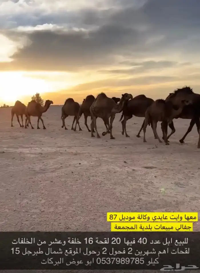 ابل جمله للبيع عدد 40 متن 20 لقحة 16 خلفة 2رحول 2فحول 3