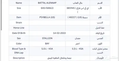 حصان جمال نسب ابطال 5