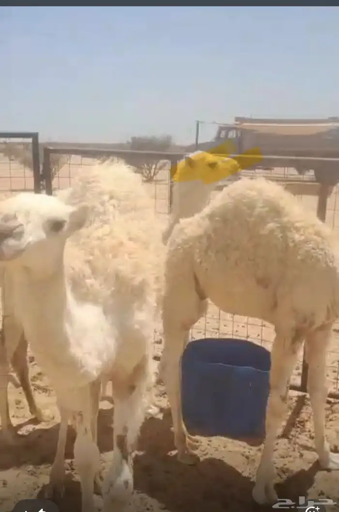 حيران على الحليب طيبه 4