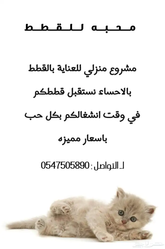 فندقة قطط 0