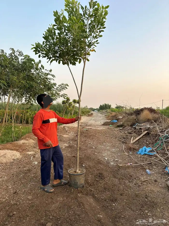 نباتات اشجار شجيرات مزرعة لتوريد اشجار الزينة 14