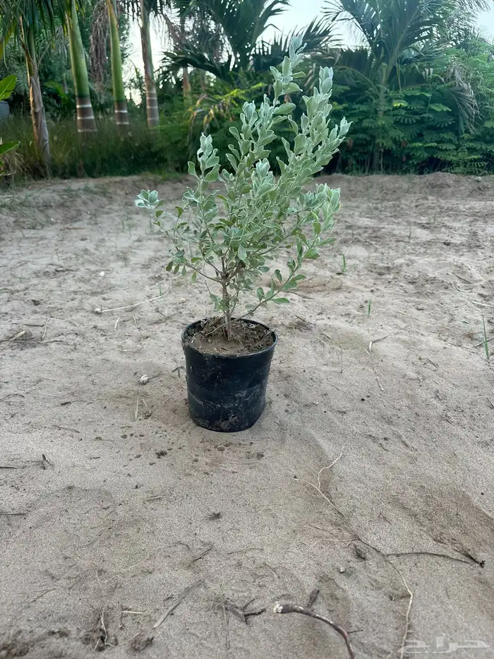 نباتات اشجار شجيرات مزرعة لتوريد اشجار الزينة 0