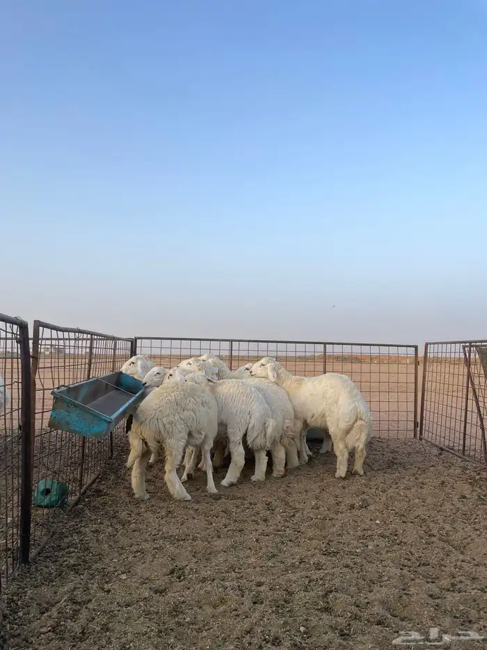 للبيع خرفان حري فااخره وسمان 1