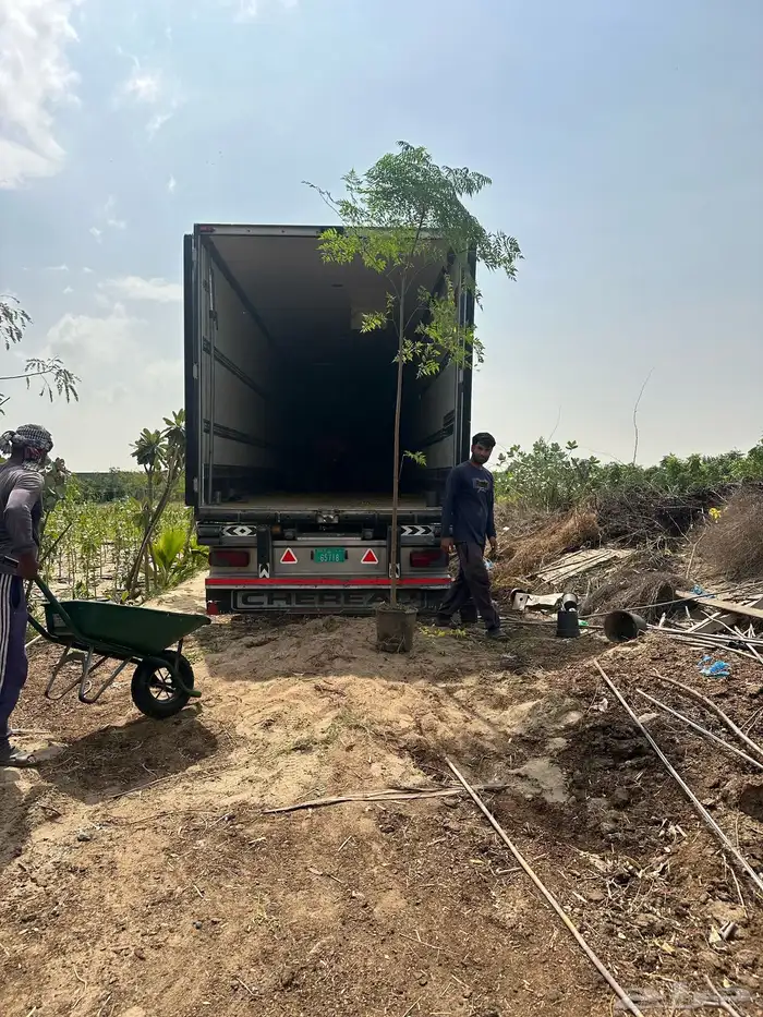 نباتات اشجار شجيرات مزرعة لتوريد اشجار الزينة 6