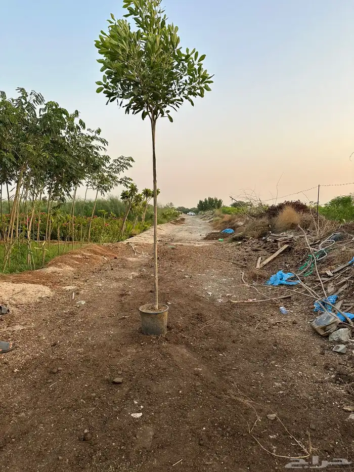 نباتات اشجار شجيرات مزرعة لتوريد اشجار الزينة 13