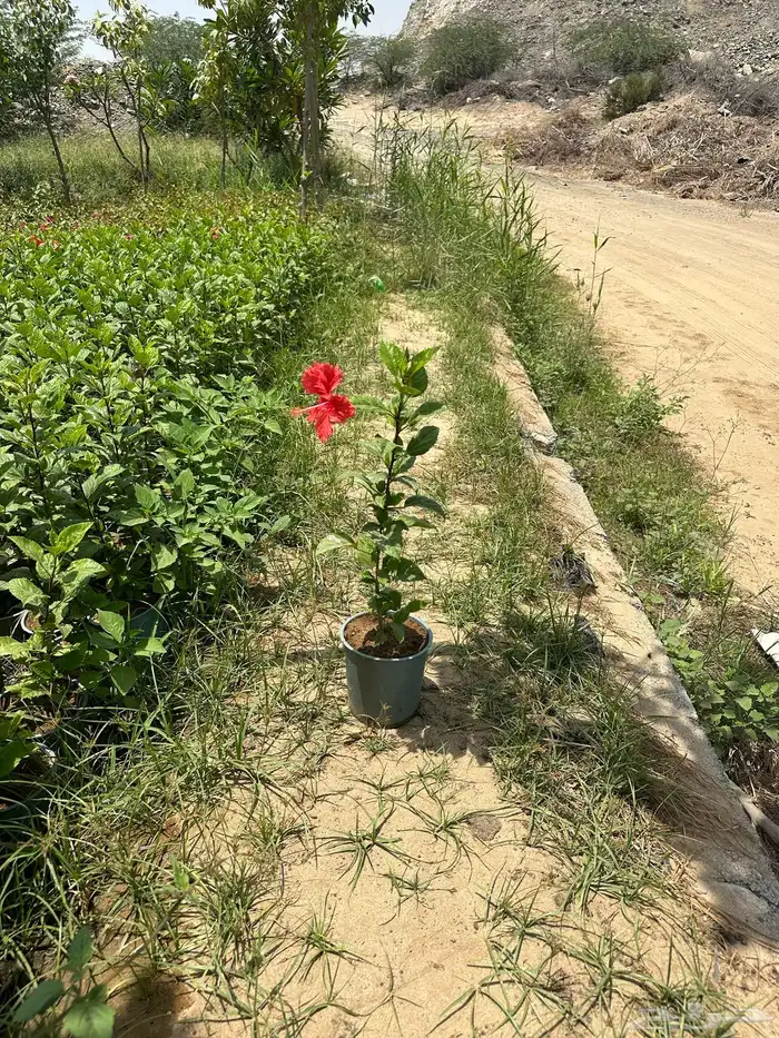 نباتات اشجار شجيرات مزرعة لتوريد اشجار الزينة 19