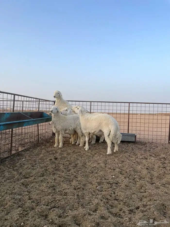 للبيع خرفان حري فااخره وسمان 0