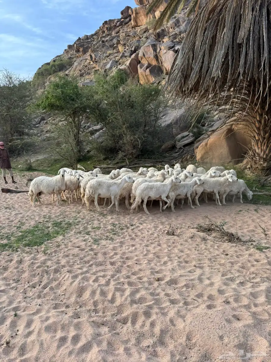 غنم مقاني العدد 53 راس 4
