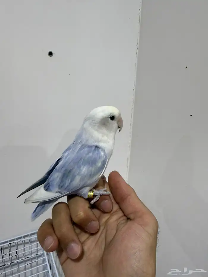 روز تم البيع 0