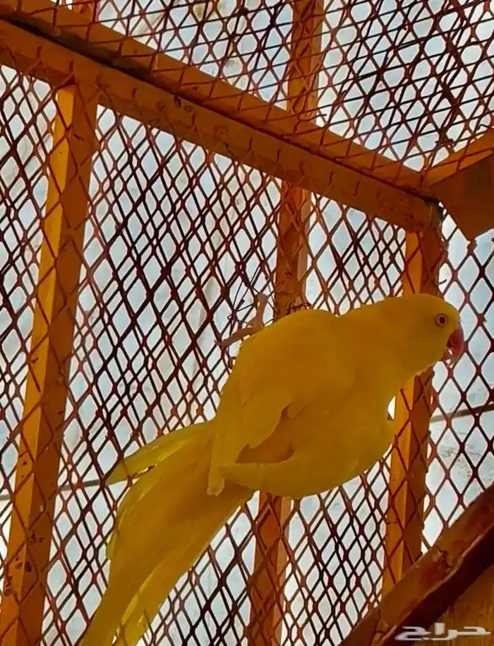 جوز دره لاتينو 2