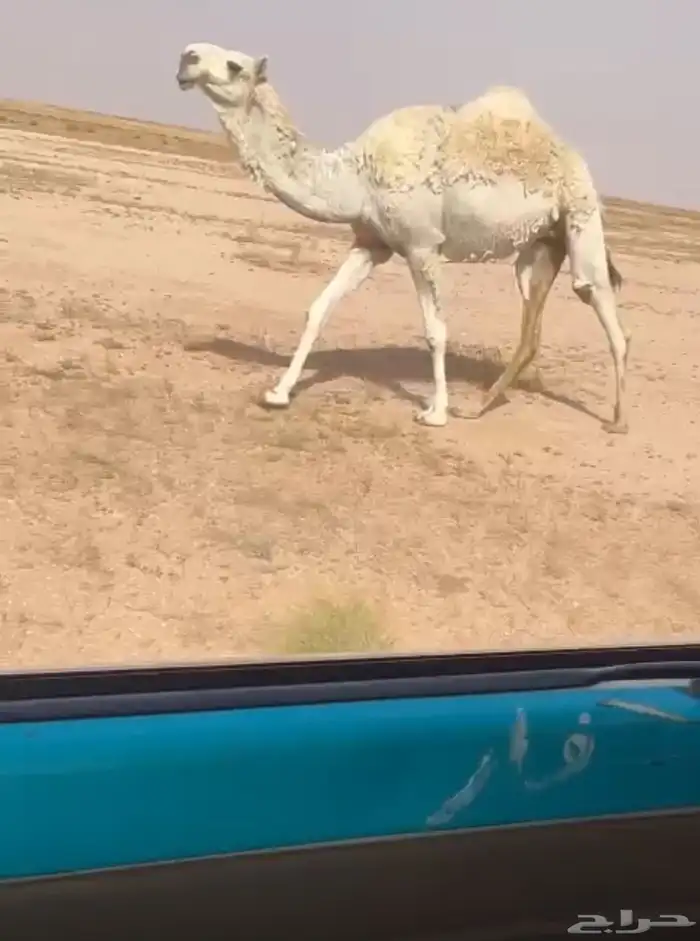 بكار وضح 2 0