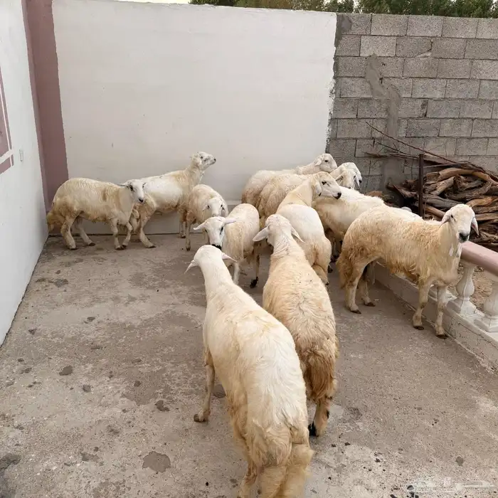 اضاحي طليان ((تم البيع)) 2