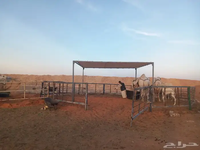 مضلات الإبل مضلات غنم شبوك الابل شبوك غنم جلسات حديد 1