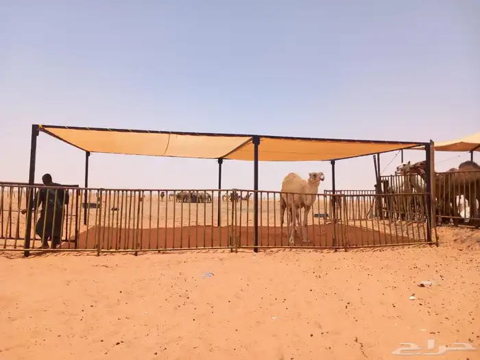 مضلات الإبل مضلات غنم شبوك الابل شبوك غنم جلسات حديد 6