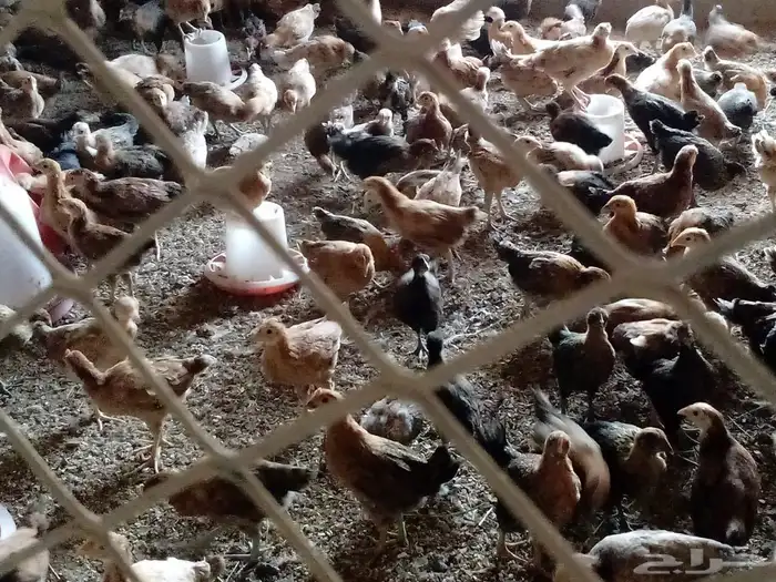 دجاج على اشرط 2