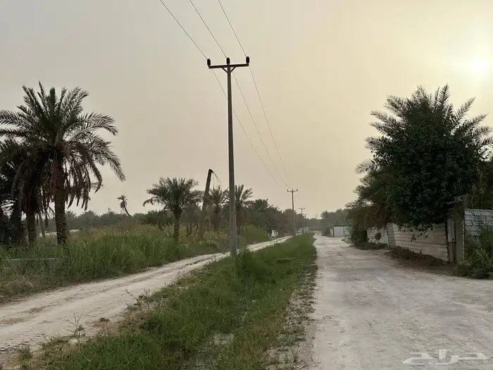 مزرعة للبيع -أرض زراعية موقع متميز- الاحساء- مزارع 3