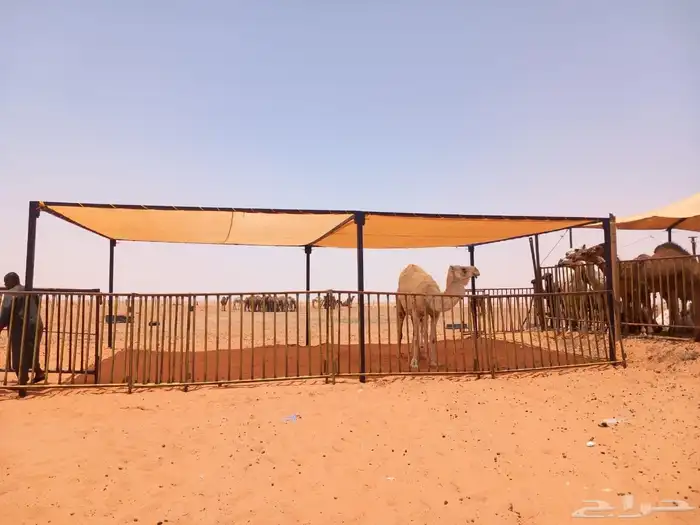 مضلات الإبل مضلات غنم شبوك الابل شبوك غنم جلسات حديد 5