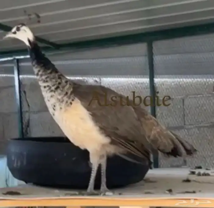 أجواز طاووس ازرق عمر سنة 2