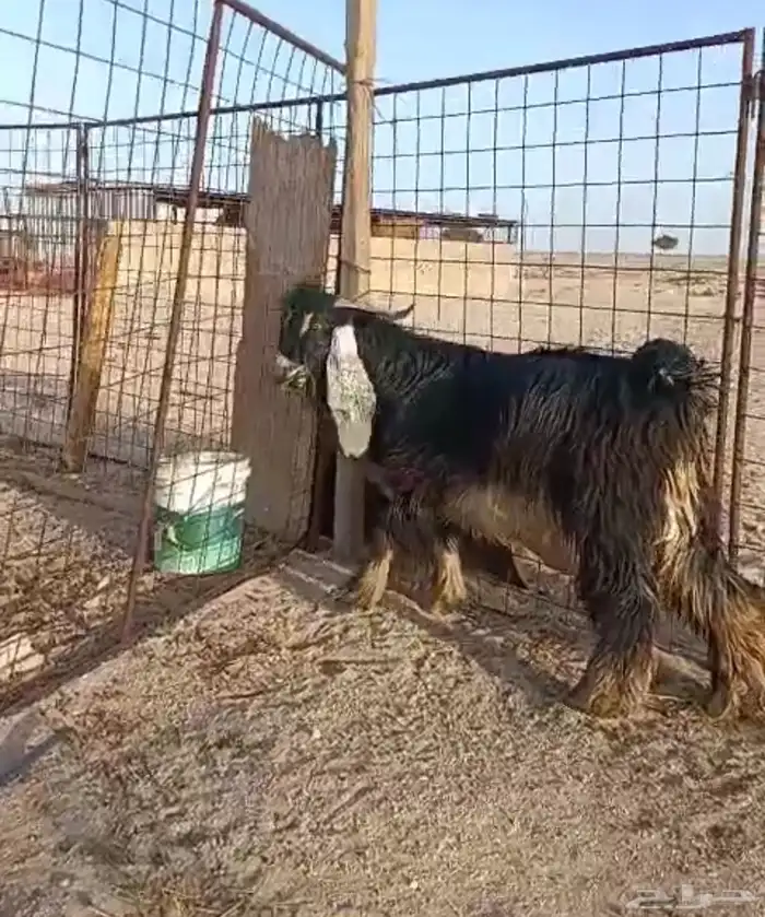 تيس فحل جذع. تم البيع 2