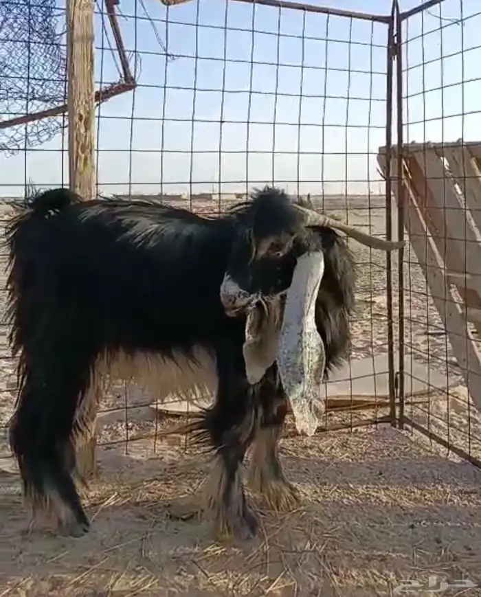 تيس فحل جذع. تم البيع 1