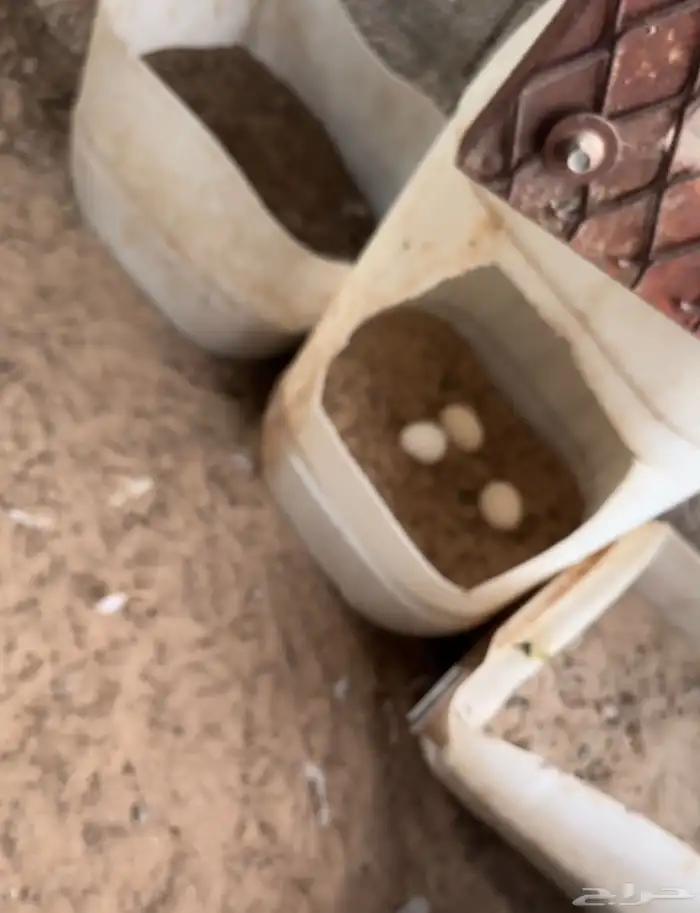 دجاج بياض صحة ونظافة 0