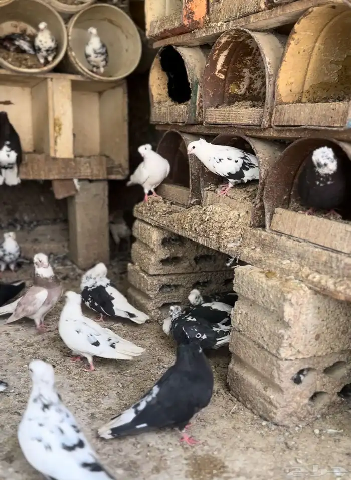 حمام قنادي عشه كامله بجميع الأشكال والأنواع والمستويات 26