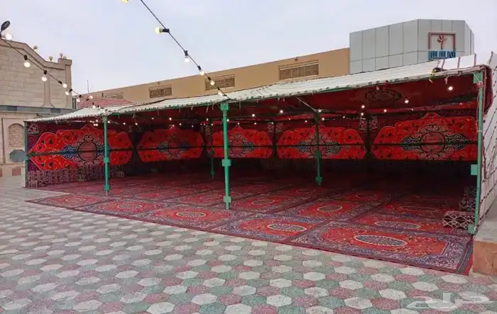 تاجير خيول ونياق وخيام 4