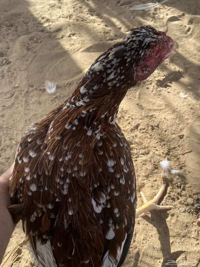 تم البيع 1