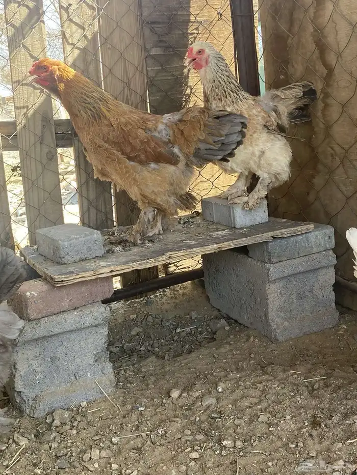 دجاج براهما 3